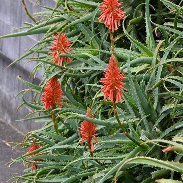 Graines d'Aloe vera - Aloes vrai - Aloes officinal