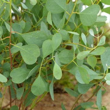Graines d'Eucalyptus websteriana