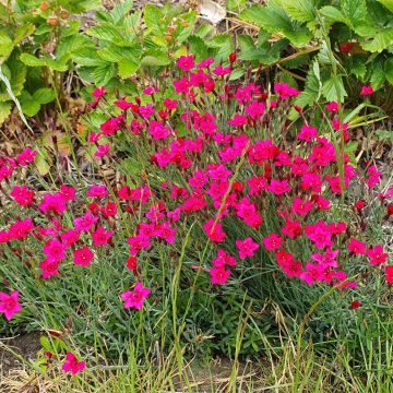 Graines d'Oeillet annuel Brilliancy - Dianthus deltoïdes