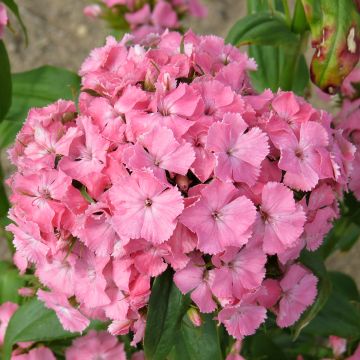 Graines d'Œillet de poète Etournelle Light Salmon - Dianthus barbatus