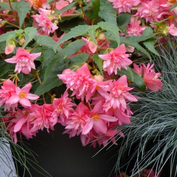 Begonia Chanson Deep Red F1 Hybrid 