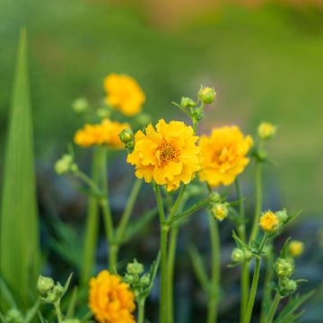 Geum Flore-Plena Blazing Sunset 