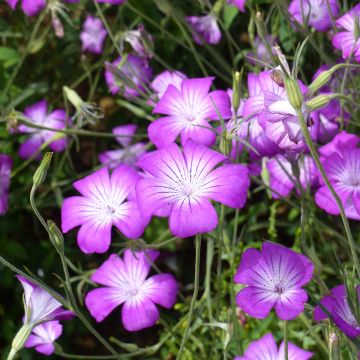 Graines de nielle des blés Coquelourde Milas - Agrostemma githago Graines de nielle des blés Coquelourde Milas - Agrostemma githago
