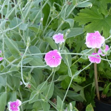 Graines de Lychnis coronaria Dancing Ladies - Coquelourde des Jardins en mélange