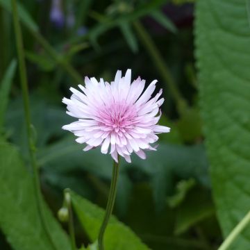Graines de Crepis rubra - Crépide rouge