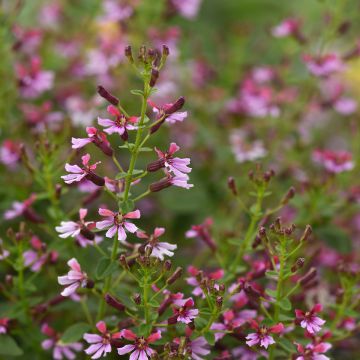 Graines de Cuphea Pink Shimmer (graines enrobées) Graines de Cuphea Pink Shimmer (graines enrobées)