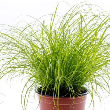 Graines de Papyrus des fleuristes - Cyperus alternifolius