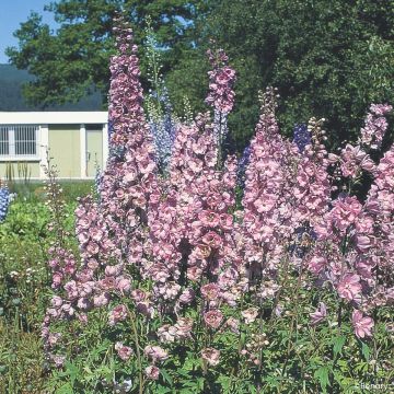 Delphinium Hybridum Pacific Giants Mixed 