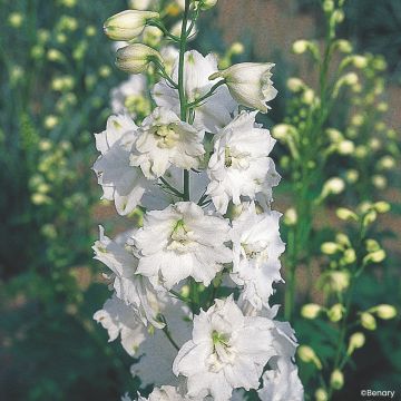 Delphinium Hybridum Pacific Giants Mixed 