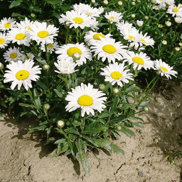 Graines de Grande Marguerite - Leucanthemum x superbum