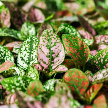 Hypoestes Hippo White Mini-mottes Hypoestes Hippo White Mini-mottes