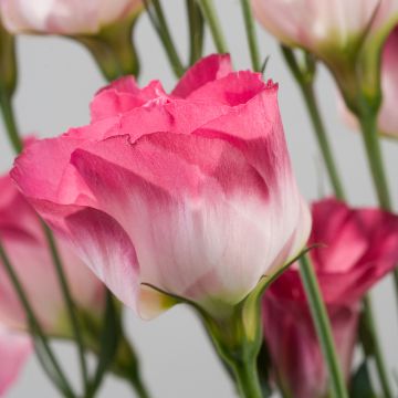 Graines de Lisianthus F1 Cessna Vogue IV (graines enrobées)