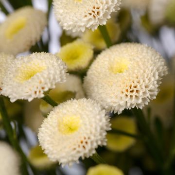 Chrysanthemum Fanfare Improved F1 Hybrid Chrysanthemum Fanfare Improved F1 Hybrid