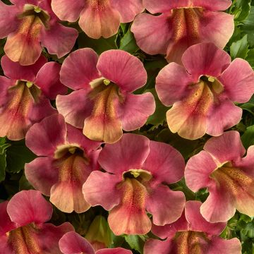 Mimulus x Hybridus Maximus Mixed 