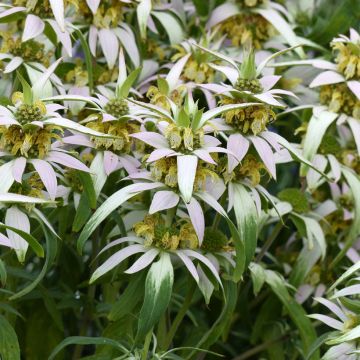 Graines de Monarde citriodora Bees Favourite - Bergamote
