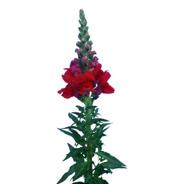 Graines de Muflier hybridePurple Twist F1 - Antirrhinum majus