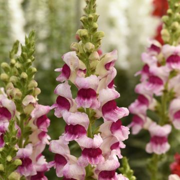 Graines de Muflier hybridePurple Twist F1 - Antirrhinum majus Graines de Muflier hybridePurple Twist F1 - Antirrhinum majus