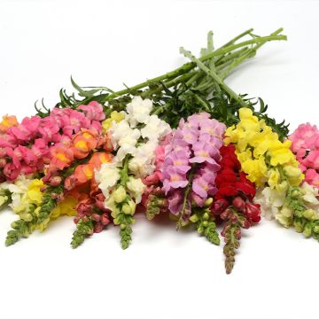 Graines de Muflier hybridePurple Twist F1 - Antirrhinum majus