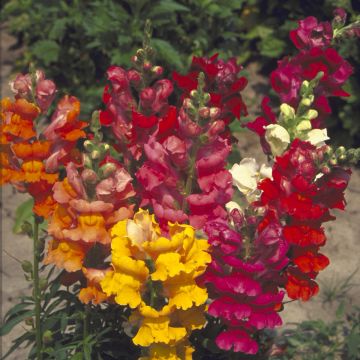 Graines de Muflier demi nain Majestic Mix - Antirrhinum majus