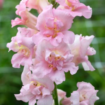 Graines de Muflier double Madame Butterfly F1 Pink