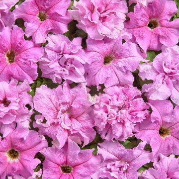 Petunia x Hybrida Chiffon Morn 