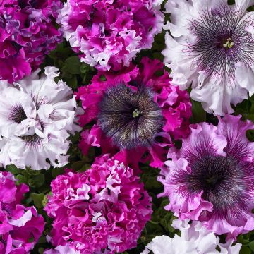 Petunia x Hybrida Chiffon Morn 