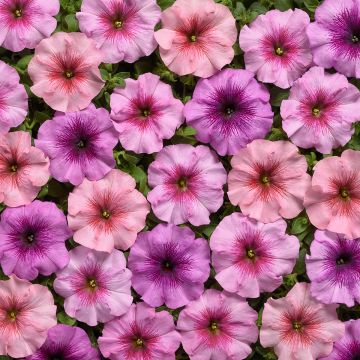 Pétunia retombant F1 Easy Wave Red - Petunia x hybrida hedgiflora
