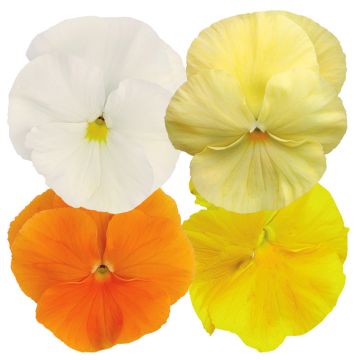 Pensée Majestic Giants Mixed F1 Hybrid Pensée Majestic Giants Mixed F1 Hybrid