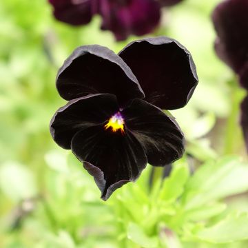 Graines de Pensée Black Cristal - Viola x wittrockiana