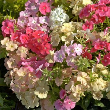 Graines de PHlox drummondii Sugar Stars - Phlox de Drummond