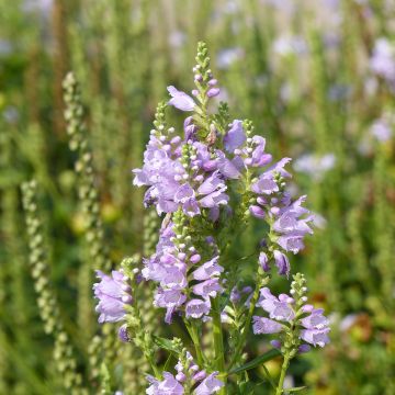 Physostegia Virginiana Summer Snow 