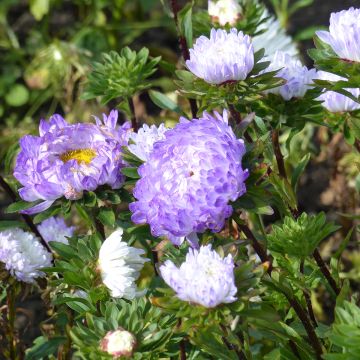 Graines de Reine-marguerite Duchesse en mélange