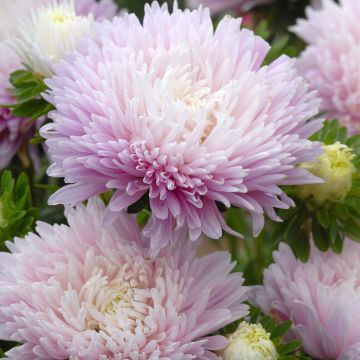 Graines de Reine-Marguerite Matsumoto Formula Mixture - Callistephus chinensis