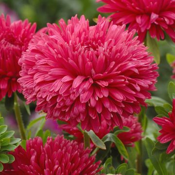 Graines de Reine-Marguerite Matsumoto Formula Mixture - Callistephus chinensis