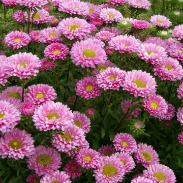 Graines de Reine-Marguerite Matsumoto Formula Mixture - Callistephus chinensis