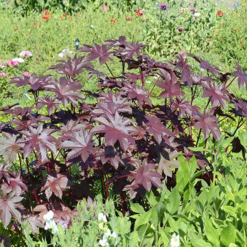 Ricin sanguin Palma-Christi - Ricinus communis