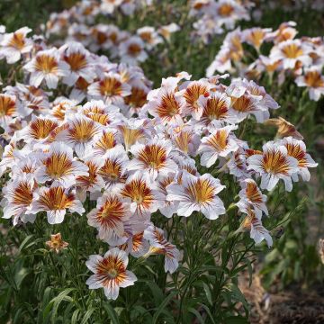 Graines de Salpiglossis Black Trumpets