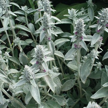 Graines de Stachys byzantina Graines de Stachys byzantina