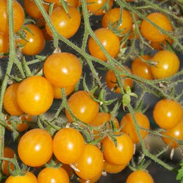 Tomate Poire jaune Bio - Ferme de Sainte Marthe