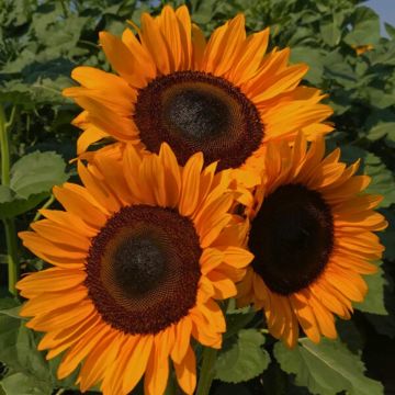 Tournesol Sunrich Orange F1 - Helianthus annuus