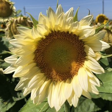 Tournesol Sunrich Orange F1 - Helianthus annuus Tournesol Sunrich Orange F1 - Helianthus annuus