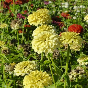 Graines de Zinnia elegans Isabellina