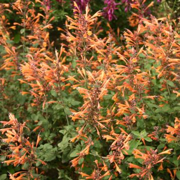 Graines d'Agastache aurantiaca Apricot Sprite - Agastache doré