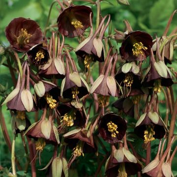 Aquilegia Viridiflora Chocolate Soldier - Ancolie chocolat