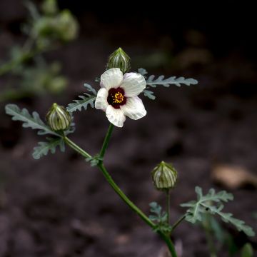 Malva Moschata Snow White 