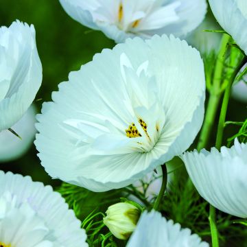Graines de Cosmos Cupcakes White - Cosmos bipinnatus