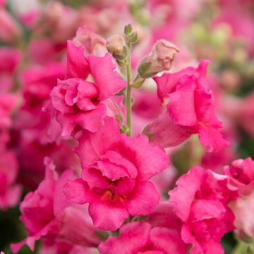 Graines de Muflier Royal Bride - Antirrhinum majus Graines de Muflier Royal Bride - Antirrhinum majus