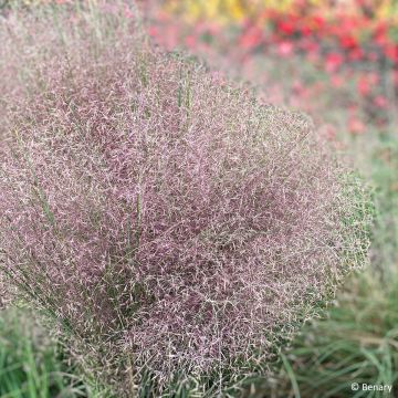 Graines de Muhlenbergia reverchonii Rosy