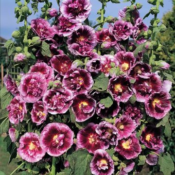 Rose trémière Crème de cassis - Alcea rosea