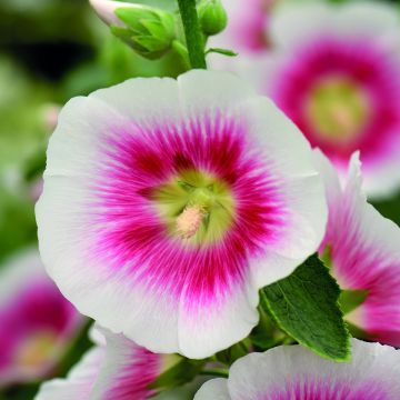 Graines de rose trémière Halo Cream - Alcea rosea